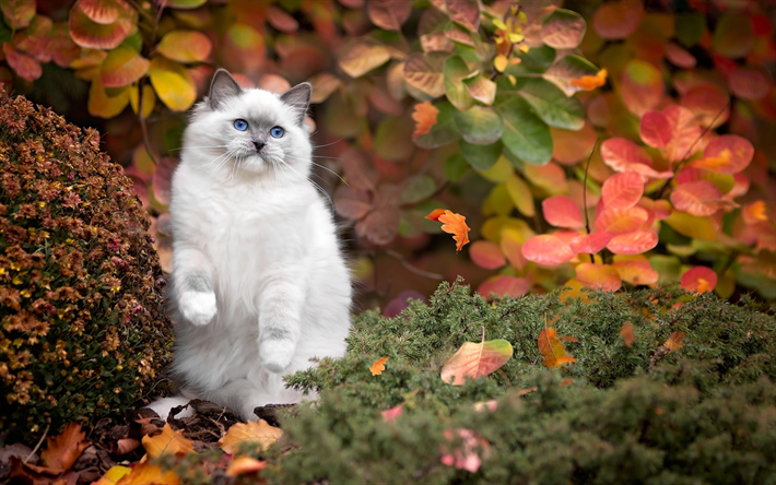 Ragdoll, outono, animais fofos, gatos, animais de estima&#231;&#227;o, Ragdoll Gato