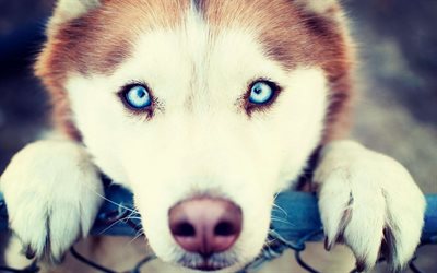 Husky, le museau, les animaux de compagnie, les yeux bleus, des animaux mignons, Siberian Husky, chiens, Chien Husky