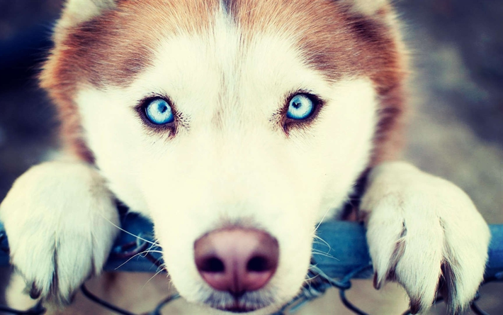 أجش, كمامة, الحيوانات الأليفة, العيون الزرقاء, الحيوانات لطيف, أجش سيبيريا, الكلاب, أجش الكلب