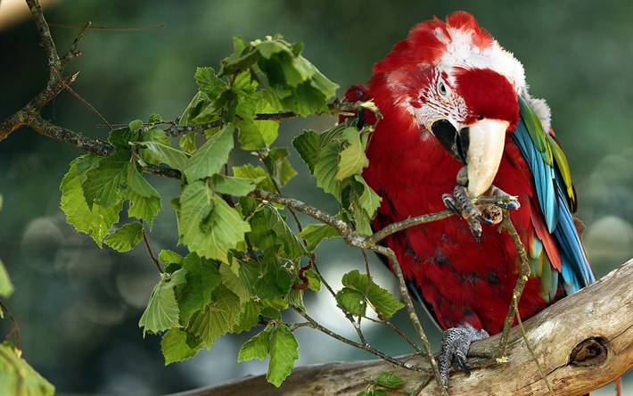 red parrot, macaw, tropical forest, Red-and-green macaw, Ara chloroptera