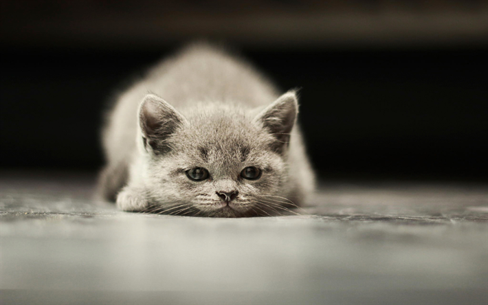 Gato British Shorthair, gatinho, o gato dom&#233;stico, gato cinzento, animais fofos, animais de estima&#231;&#227;o, gatos, British Shorthair