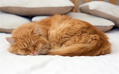 red cat, cute animals, sleeping cat, fluffy cute cat, bed