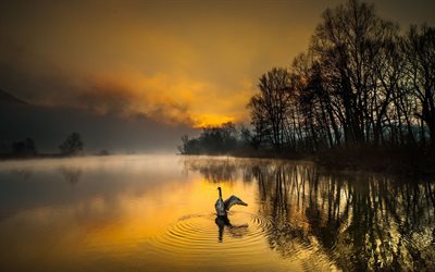 Adda river, Lombardy, Italy, morning, sunrise, forest, swan, North Italy