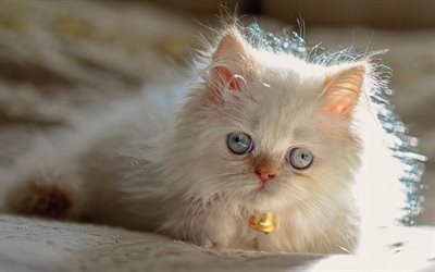 Persian cat, kitten, domestic cats, pets, fluffy kitten, cats, white Persian Cat