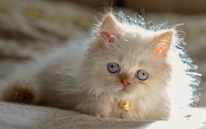 Persiska katt, kattunge, inhemska katter, husdjur, fluffig kattunge, katter, vit perser Katt
