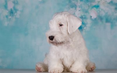 airedale terrier, puppy, little white dog, curly white puppy, cute animals, dog breeds, Bingley Terrier, Waterside Terrier