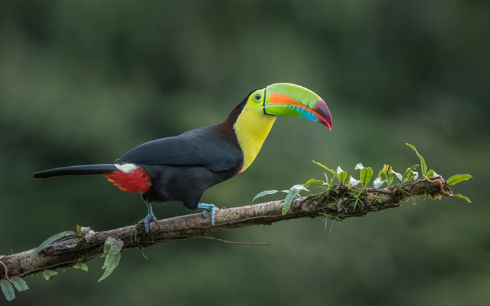 tukaani, sademets&#228;, kaunis lintu, viidakko, Ramphastidae