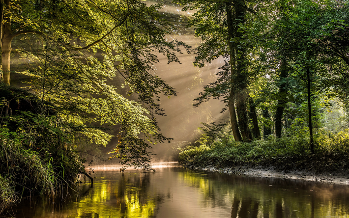 Netherlands, 4k, river, trees, forest, sun rays, summer, Europe