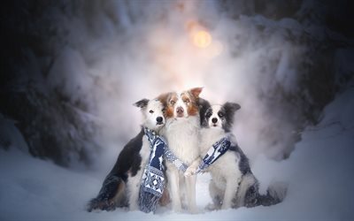 border collie, three dogs, winter, snow, friendship concepts, pets, cute dogs, breeds of British dogs
