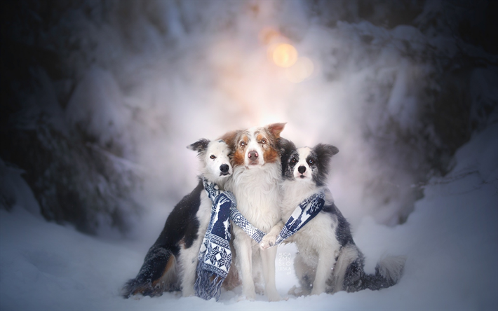 بوردر, ثلاثة كلاب, الشتاء, الثلوج, الصداقة المفاهيم, الحيوانات الأليفة, الكلاب لطيف, سلالات الكلاب البريطانية