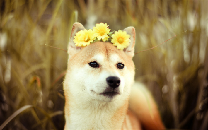 ダウンロード画像 秋田犬 マズル 子犬 ペット 犬 かわいい動物たち 秋田犬の犬 フリー のピクチャを無料デスクトップの壁紙