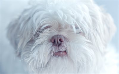 Maltese dog, white curly dog, cute animal, portrait, pets, breeds of small dogs, Maltese