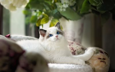 Ragdoll Cat, denectic cat, cute animals, blue eyes, cats, pets, Ragdoll