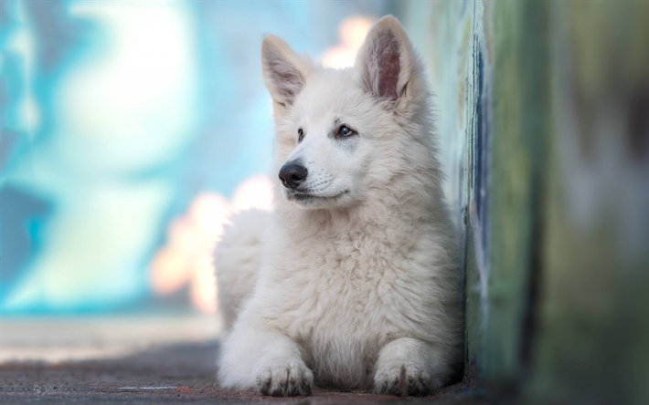 Blanco Suizo Pastor, blancas y esponjosas cachorro, simp&#225;ticos animales, perros, razas de perros