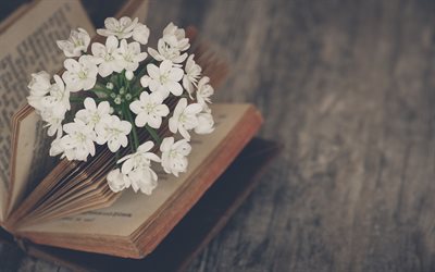 fiori di primavera, vecchio libro, l&#39;umore, la sfocatura, fiori nel libro