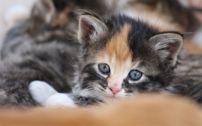 little cute gray kitten, cute animals, pets, cats, kittens