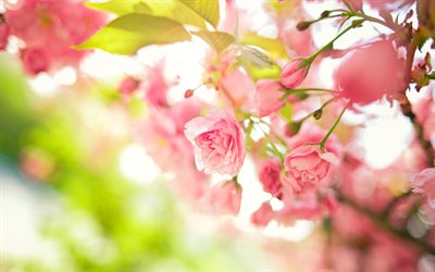 spring, pink roses, close-up, spring flowers, bloom, bokeh, pink flowers, roses