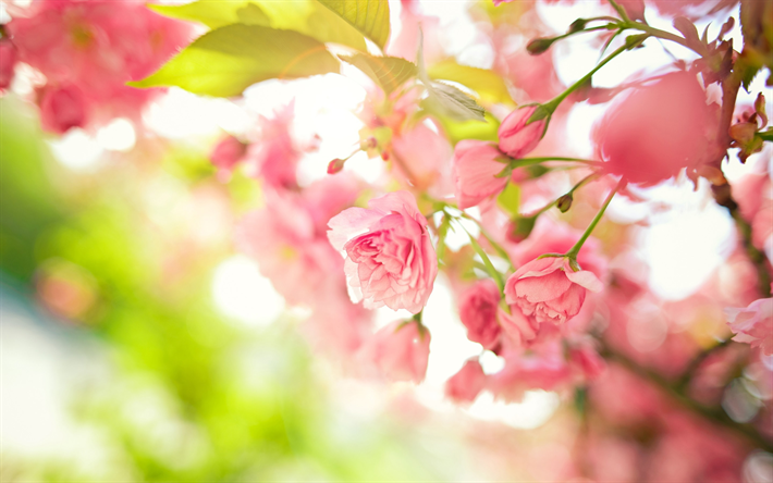 primavera, rosas cor-de-rosa, close-up, flores da primavera, bloom, bokeh, flores cor de rosa, rosas