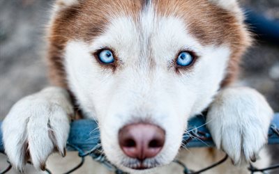 4k, ハスキー犬, 近, かわいい動物たち, 犬と青い眼, 茶色のハスキー, ボケ, ペット, シベリアンハスキー, 犬, ハスキー