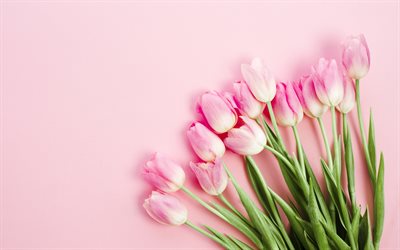rosa tulpaner, bukett, tulpaner p&#229; en rosa bakgrund, blommig bakgrund, v&#229;rens blommor, tulpaner