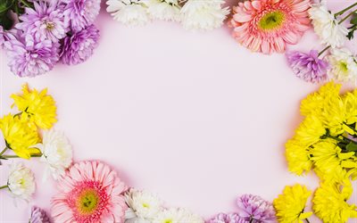 flower frame, different spring flowers, pink background, chrysanthemums, spring, frame of flowers