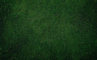 草食感, 緑の芝生, 緑の芝生の背景, 芝生, 地球, 環境, 生態学, 草