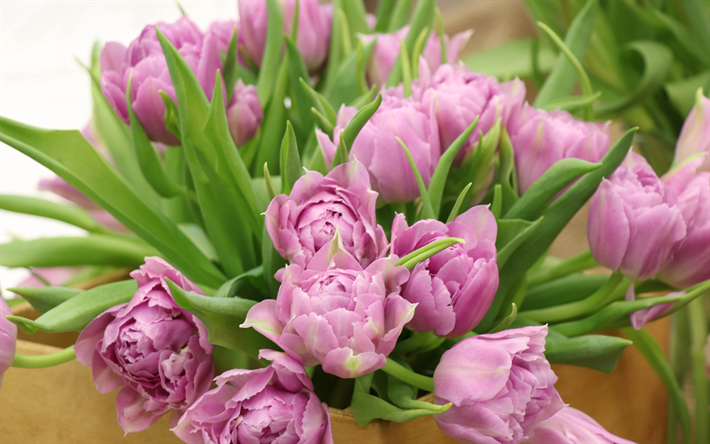 roxo tulipas, lindo buqu&#234;, tulipas, flores da primavera, floral de fundo, flores roxas