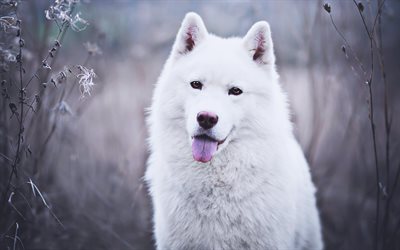 Swiss Shepherd, bokeh, cute animals, white dog, pets, dogs, Berger Blanc Suisse, winter, White Shepherd Dog, White Swiss Shepherd