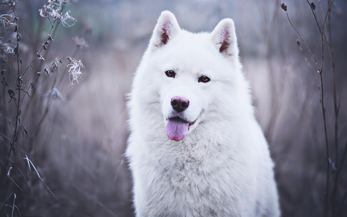 الراعي السويسري, خوخه, الحيوانات لطيف, الكلب الأبيض, الحيوانات الأليفة, الكلاب, الأبيض السويسري كلب الراعي, الشتاء, الأبيض كلب الراعي, الأبيض السويسري الراعي