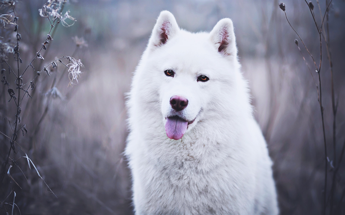 Pastore svizzero, bokeh, simpatici animali, bianco, cane, animali domestici, cani, Berger Blanc Suisse, animali, inverno, Bianco, Cane da Pastore, Pastore Svizzero Bianco