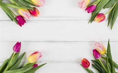 tulips, flower frame, white wooden background, frame of tulips, spring flowers