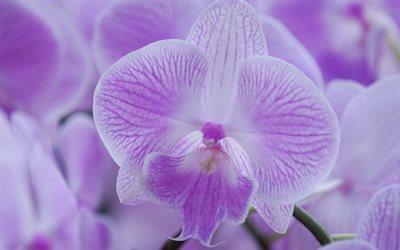 violet orchidée, de belles fleurs, des orchidées, des fleurs pourpres, branche d'orchidée, Phalaenopsis