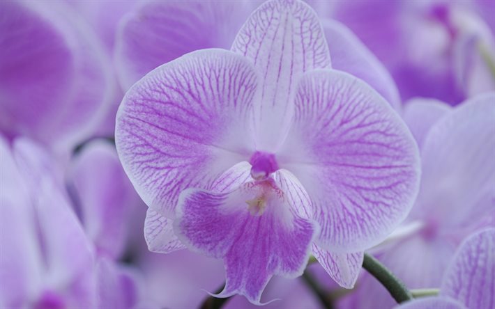 violet orchid&#233;e, de belles fleurs, des orchid&#233;es, des fleurs pourpres, branche d&#39;orchid&#233;e, Phalaenopsis