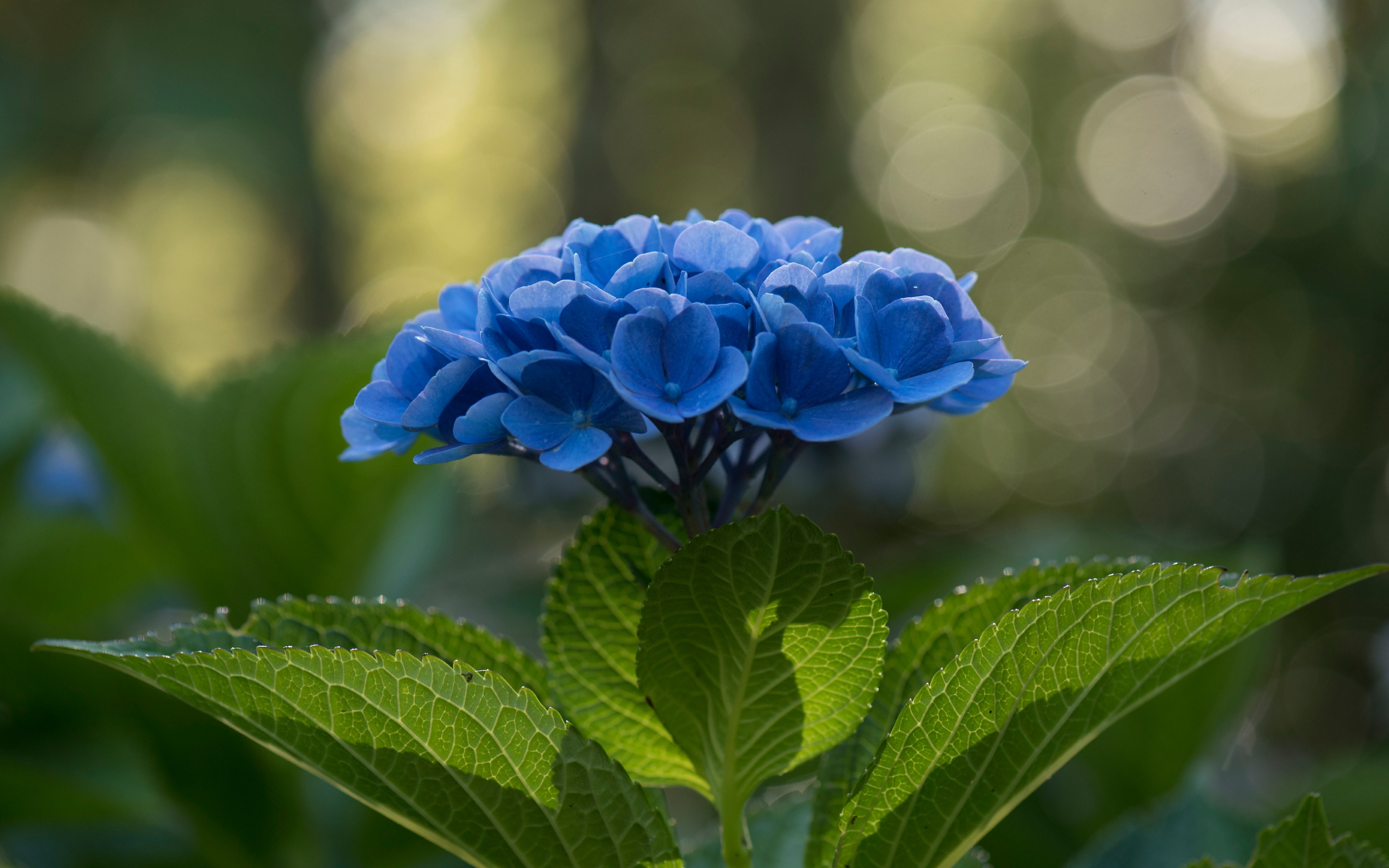Descargar fondos de pantalla Hortensia, flores de color azul, azul hortensia,  hermosa flor azul, desenfoque monitor con una resolución 2880x1800.  Imagenes de escritorio
