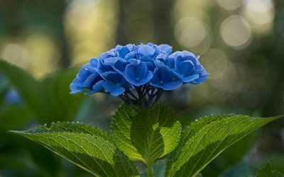Hort&#234;nsia, flores azuis, azul hort&#234;nsia, bela flor azul, blur