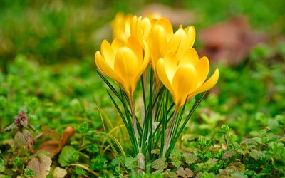 yellow crocuses, macro, spring, yellow flowers, crocuses, close-up, bokeh, spring flowers