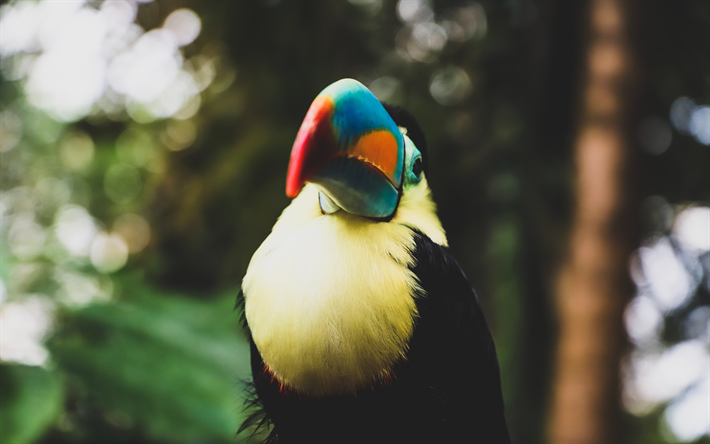 tucano, 4k, blur, fauna selvatica, uccelli esotici, Toucan