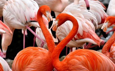 ピンクのフラミンゴ, ペアの美しい鳥, 群れ, フラミンゴ, 野生動物