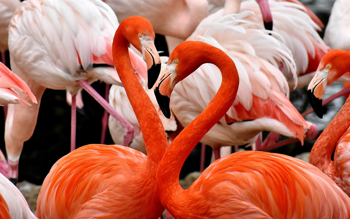 flamingos cor de rosa, par de belos p&#225;ssaros, rebanho, flamingo, a vida selvagem