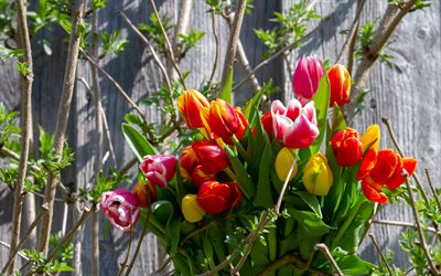 primavera, 4k, tulipas, buqu&#234;, flores da primavera, coloridas tulipas