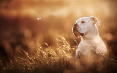 Pit Bull Terrier, chiens, 4k, Blanc, pitbull, le museau, la pelouse, un Pit-Bull, animaux de compagnie, Chien Pit-Bull