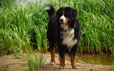 Appenzell犬牛, 4k, 湖, かわいい動物たち, ペット, 犬, Appenzeller Sennenhund犬