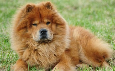 Chow Chow, lawn, cute dogs, furry dog, pets, dogs, Chow Chow Dog