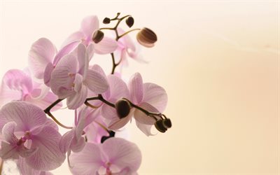 pink orchids, houseplants, pink tropical flowers, orchids