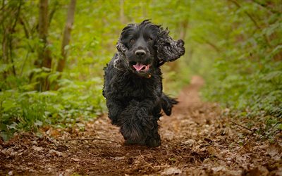 English Cocker Spaniel, running dog, forest, dogs, puppy, cute animals, black dog, pets, English Cocker Spaniel Dog