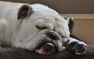 4k, American Bulldog, dormir perro divertido perro, perros, hocico, simp&#225;ticos animales, mascotas, American Bulldog Perro