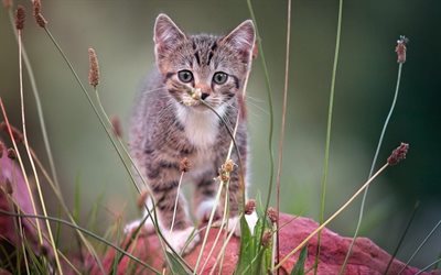 striped gray cat, cute animals, wildflowers, small kitten, grass