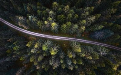 green forest, top view, treetops, forest road, dirt road, view from the quadrocopter, nature view from above