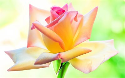 黄色のピンク色のバラ, 美しい花, rosebud, 色とりどりの花