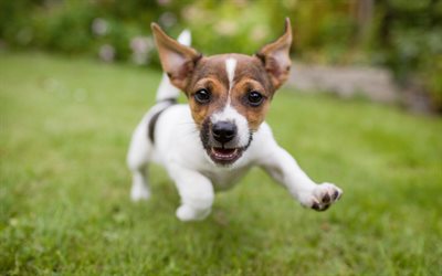 Jack Russell Terrier, 4k, filhote de cachorro, animais de estima&#231;&#227;o, cachorros, c&#227;o de corrida, animais fofos, Jack Russell Terrier C&#227;o